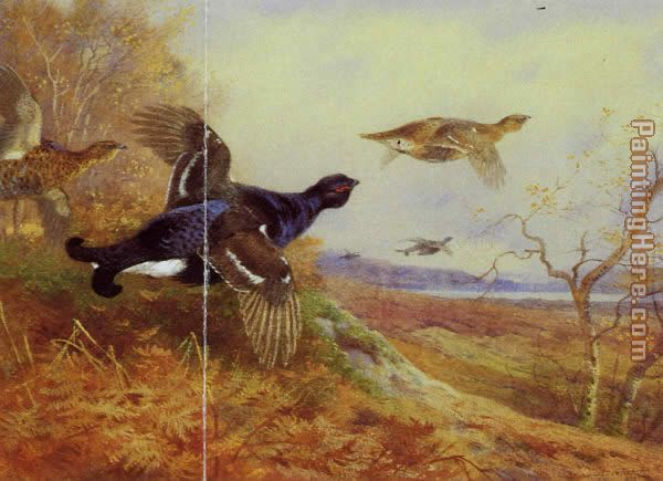Blackgame in Flight painting - Archibald Thorburn Blackgame in Flight art painting